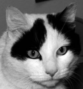 Pet of the week: Sugarbear