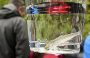 Megan Campbell/staff photoA picture of a kokanee baby