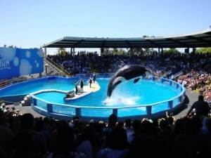 Penn Cove Orca Capture Anniversary Commemoration