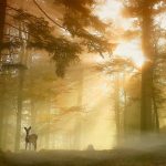 Housing developments endanger wildlife in Sammamish | Letter