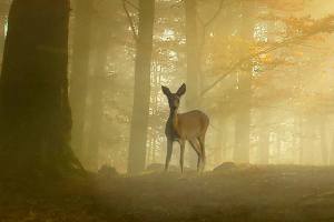 Housing developments endanger wildlife in Sammamish | Letter