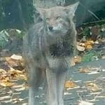 Bold coyote causing trouble in Issaquah Highlands