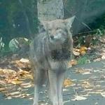 A big brown coyote has been seen in the Highlands recently. Photo courtesy of Suzie Kuflik