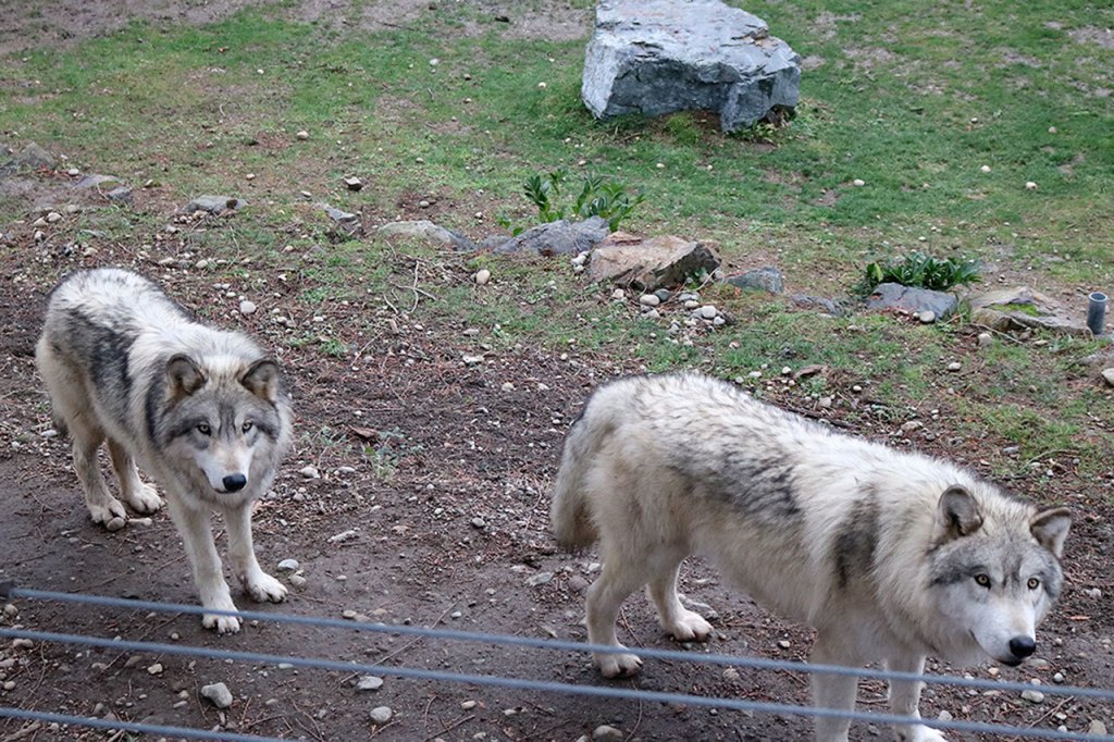 The wolves are Santa&rsquo;s Playful Pups, bringing stress relief to the North Pole during the busy season. Nicole Jennings/staff photo