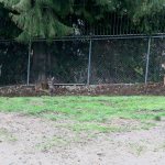 Santa&rsquo;s Special Listeners (deer) use their large ears to hear children&rsquo;s Christmas wishes. Nicole Jennings/staff photo