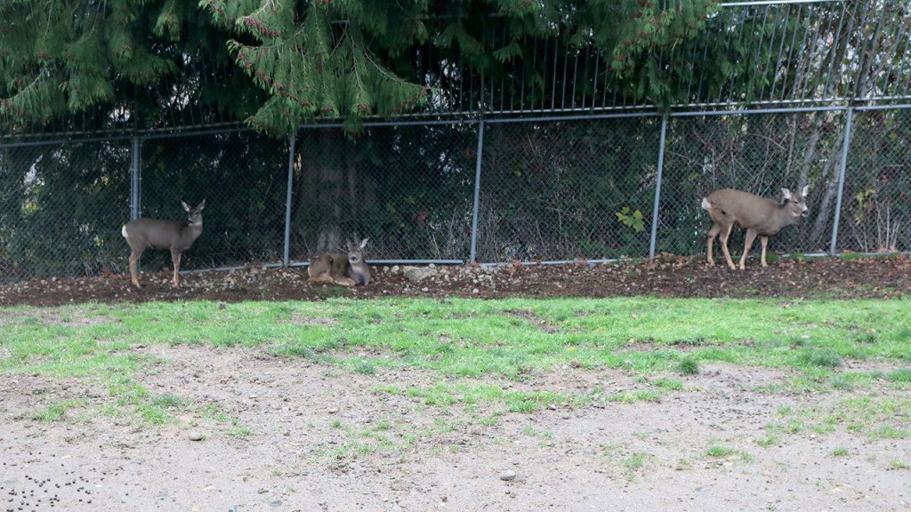 Santa&rsquo;s Special Listeners (deer) use their large ears to hear children&rsquo;s Christmas wishes. Nicole Jennings/staff photo