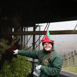 Cari McKinstry, who works as one of Santa&rsquo;s elves and in public relations and promotions for the zoo, feeds a lemur, also known as one of Santa&rsquo;s sentinels. Nicole Jennings/staff photo