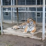 Bagheera, one of four rare Bengal tigers at the zoo, spends his time in December making candy canes for Santa. Nicole Jennings/staff photo