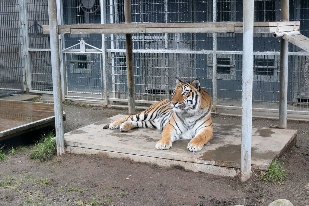 Bagheera, one of four rare Bengal tigers at the zoo, spends his time in December making candy canes for Santa. Nicole Jennings/staff photo