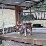 Nicole Jennings/staff photo                                Rudolph makes the Cougar Mountain Zoo his home base when he&rsquo;s south of the Pole.