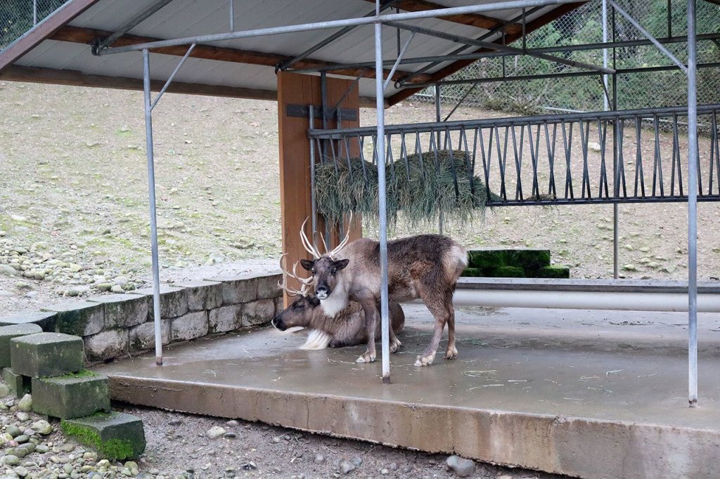 Nicole Jennings/staff photo                                Rudolph makes the Cougar Mountain Zoo his home base when he&rsquo;s south of the Pole.