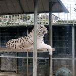 The tigers were chosen as candy cane makers because they can imprint their stripes onto sheets of candy. Bengal tigers are the only breed of tiger to come in both orange and white. Nicole Jennings/staff photo