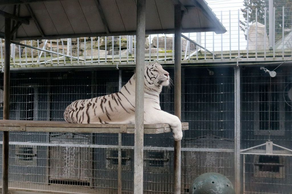 The tigers were chosen as candy cane makers because they can imprint their stripes onto sheets of candy. Bengal tigers are the only breed of tiger to come in both orange and white. Nicole Jennings/staff photo