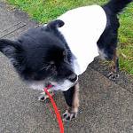 Rocky, pictured here on Dec. 2, is recovering from his terrifying ordeal, but still requires frequent visits to the vet. Photo courtesy of Jim Wright