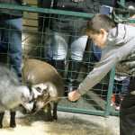 Residents usher in holiday cheer at ‘Very Merry Sammamish’ | Photos