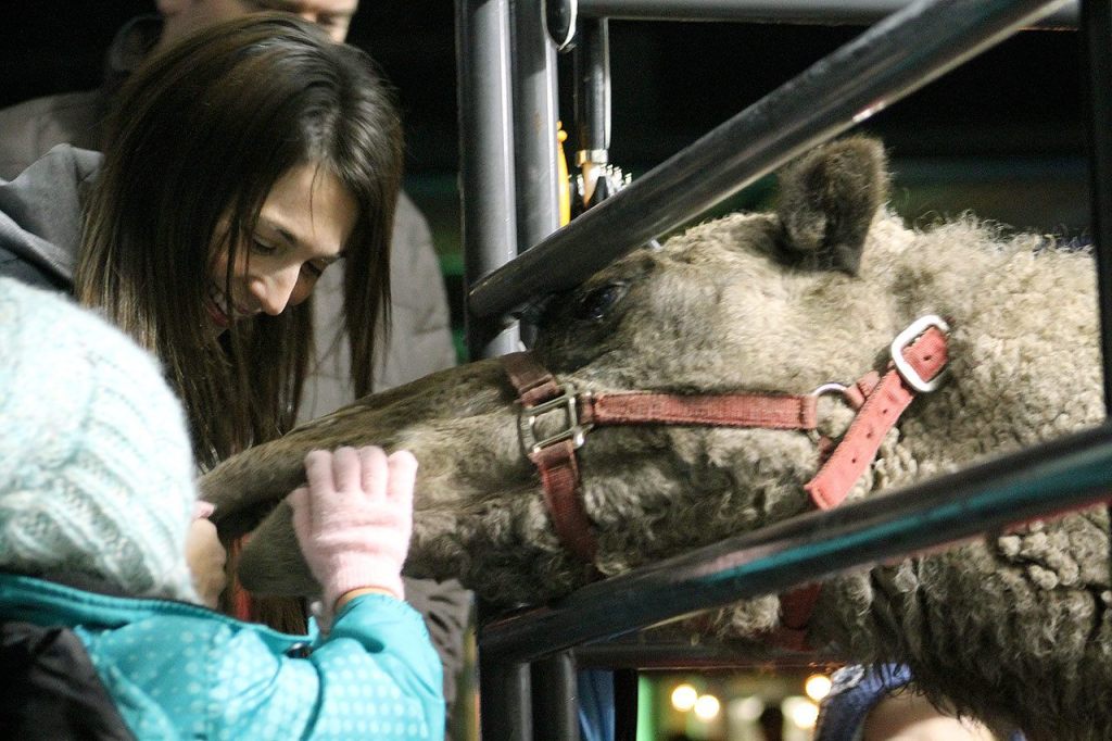 Residents usher in holiday cheer at ‘Very Merry Sammamish’ | Photos