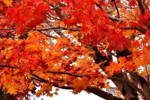 Issaquah-Sammamish Reporter announces fall poetry contest winners | Editor’s Note