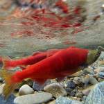 The kokanee salmon, a once-thriving species in local habitats, have seen a dramatic decline in population in recent decades (photo courtesy of Tim O&rsquo;Leary/King County).