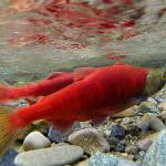 Planned kokanee documentary to tell the story of the little red fish in Lake Sammamish