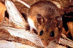 County officials warn against hantavirus after Issaquah man’s death