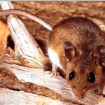 Photo courtesy of King County Public Health Department                                The deer mouse is the primary carrier of hantavirus in Washington state.