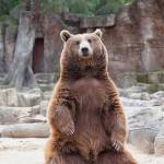 Brown bear sitting waiting for food from some visitors. Courtesy photo