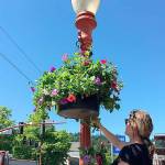 The Downtown Issaquah Association has only received enough funds to fill half of Front Street with flower baskets. Photo courtesy of Downtown Issaquah Association