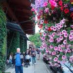 Flower baskets will add color to Front Street and Sunset Way through September. Photos courtesy of the Downtown Issaquah Association