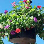 Downtown Issaquah Association in need of flower basket funds