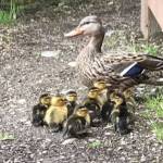 Eastside Fire and Rescue firefighters rescue 10 ducklings from a storm drain