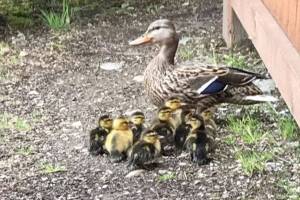 Eastside Fire and Rescue firefighters rescue 10 ducklings from a storm drain