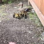 Eastside Fire and Rescue firefighters rescue 10 ducklings from a storm drain