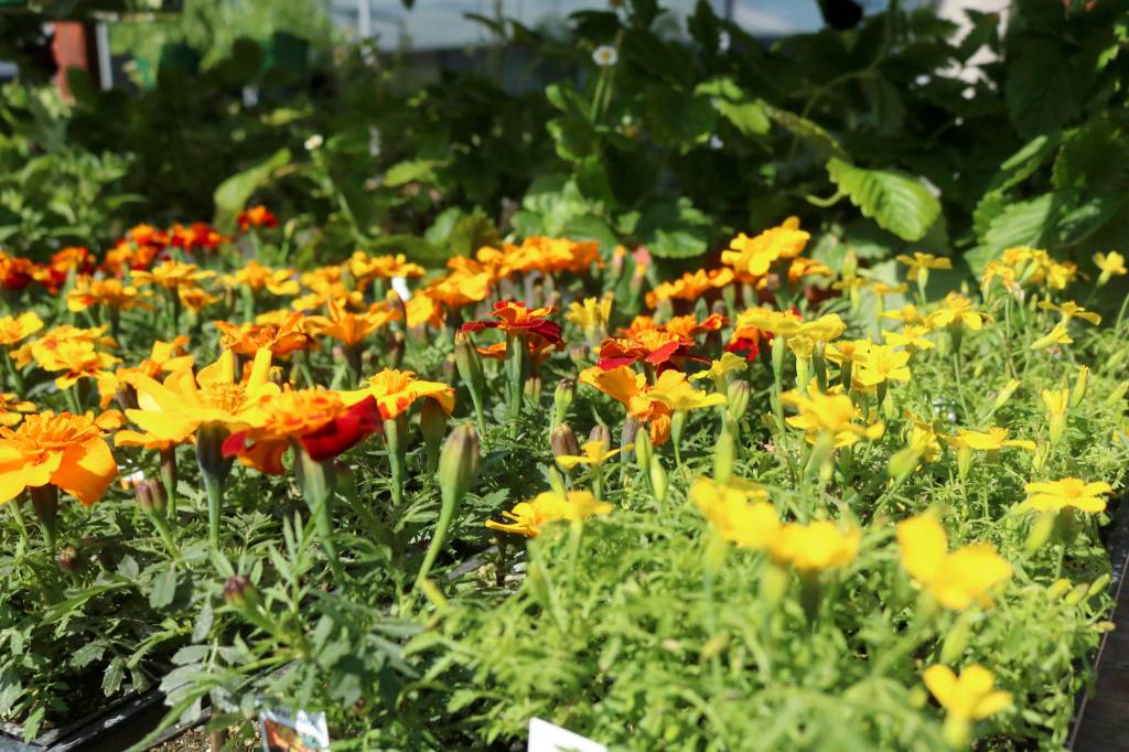 Sammamish Farmers Market in its 10th season