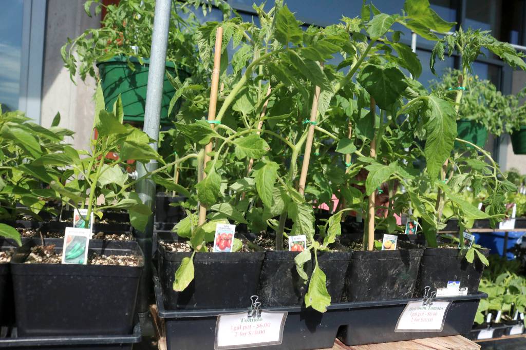 Sammamish Farmers Market in its 10th season