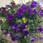 Issaquah Farmers Market abounds with fresh fare, fruit, flowers and more | Photos