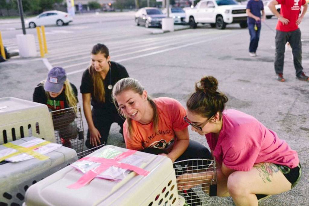 Photo courtesy of White Light Exposure                                Dodd, right, and another volunteer load dogs into their assigned carriers for transport.
