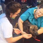 Local Vet Tech volunteers in Texas after Hurricane Harvey