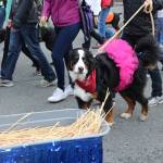 A stylish pooch marches with Riverdog Canine Coaching of Issaquah. Nicole Jennings/staff photo