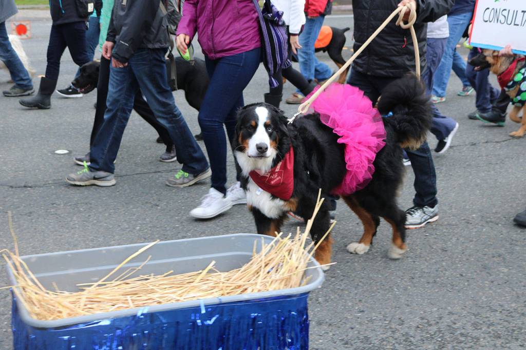 A stylish pooch marches with Riverdog Canine Coaching of Issaquah. Nicole Jennings/staff photo