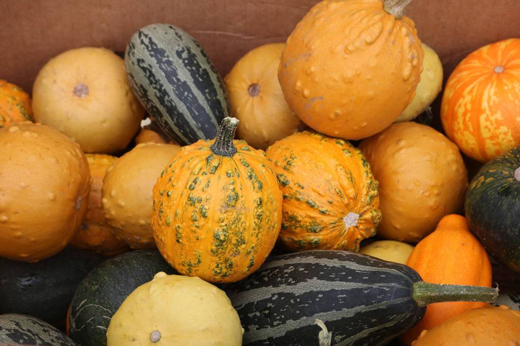 &lsquo;Tis the season for pumpkins and gourds. Nicole Jennings/staff photo