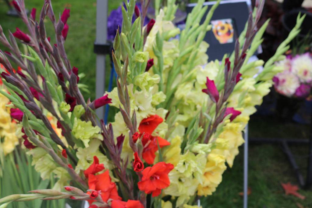 Gladiola flowers from Fall City&rsquo;s Sweet Blissful Blooms. Nicole Jennings/staff photo