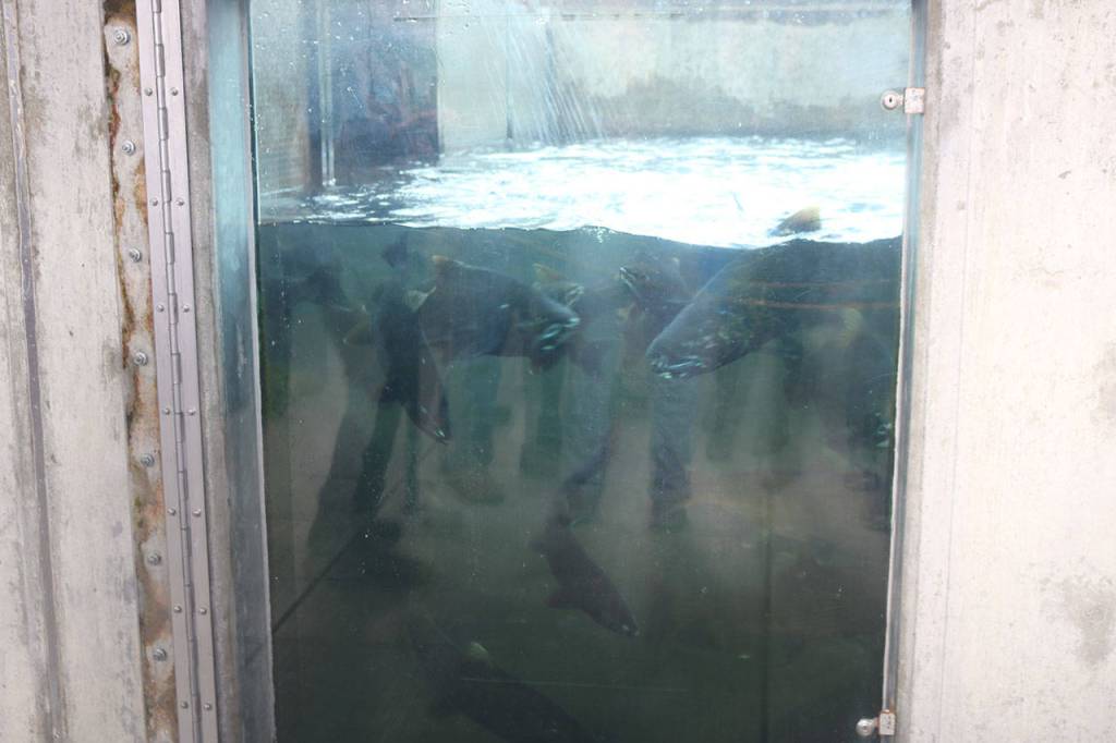 At the Issaquah Salmon Hatchery, people could observe salmon in their yearly migration. Nicole Jennings/staff photo
