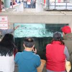 Friends of the Issaquah Salmon Hatchery volunteer Dave Waggoner gives tours at the Salmon Hatchery. Nicole Jennings/staff photo