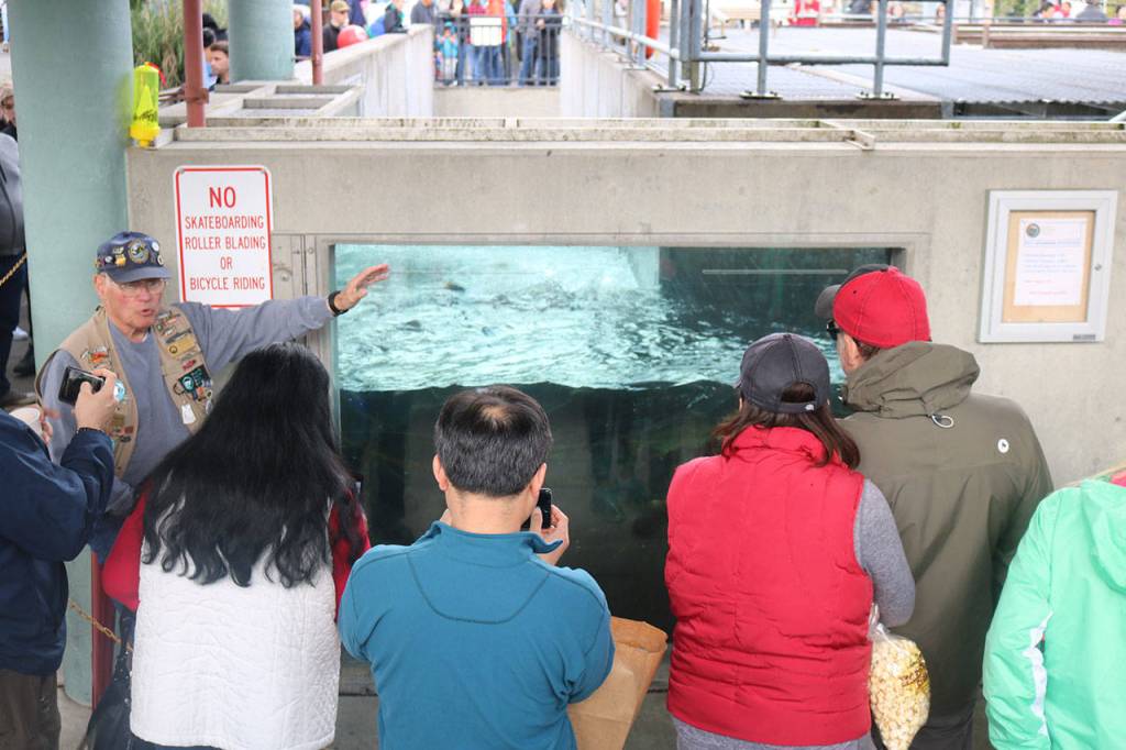 Friends of the Issaquah Salmon Hatchery volunteer Dave Waggoner gives tours at the Salmon Hatchery. Nicole Jennings/staff photo