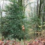 Nature or development? Its a common debate in King County, where the mountainous scenery is beautiful but the population is growing. Nicole Jennings/staff photo