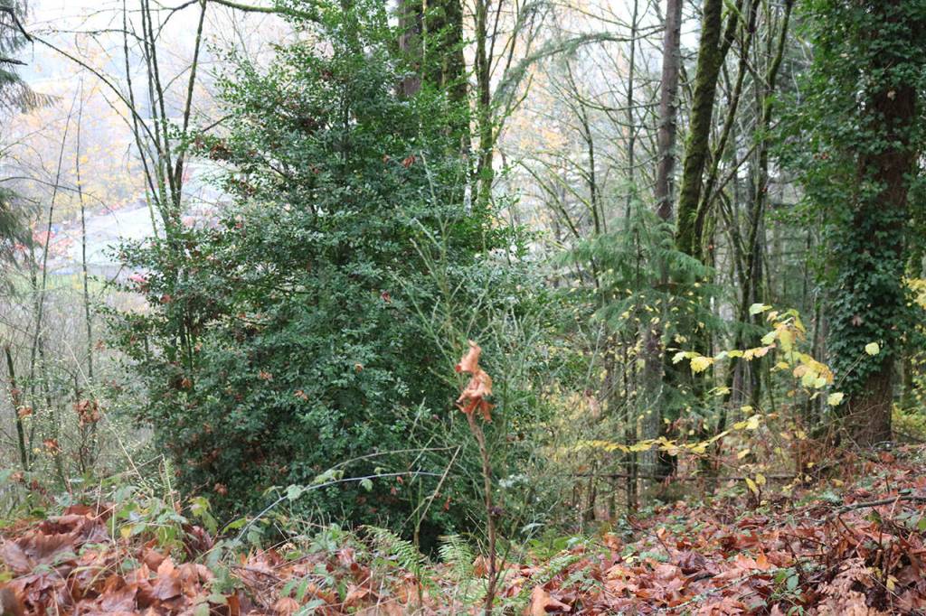 Nature or development? Its a common debate in King County, where the mountainous scenery is beautiful but the population is growing. Nicole Jennings/staff photo