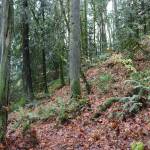 Residents rally to save Bergsma property from development in Issaquah