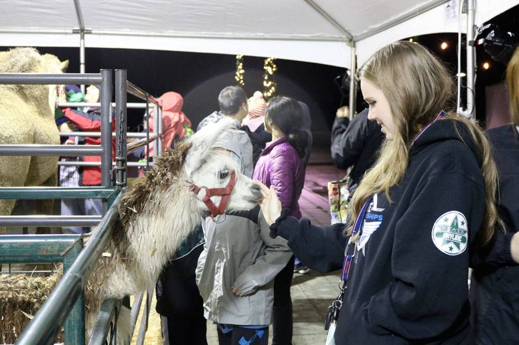 The petting zoo drew big crowds to the holiday celebration with a llama, a camel, pigs, and goats. (Evan Pappas/Staff Photo)