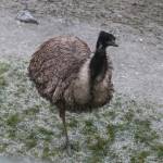 This emu, part of Santas Australian landing team, helps Santas sleigh to land safely. Nicole Jennings/staff photo
