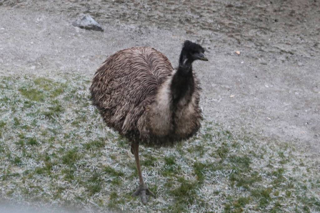 This emu, part of Santas Australian landing team, helps Santas sleigh to land safely. Nicole Jennings/staff photo